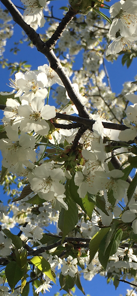 Så stod körsbärsträden i blom 15 maj 2024.