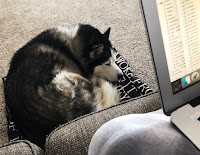a black and white Siberian husky curled up on a black and white blanket with the edge of a laptop visible on the right hand side of the image