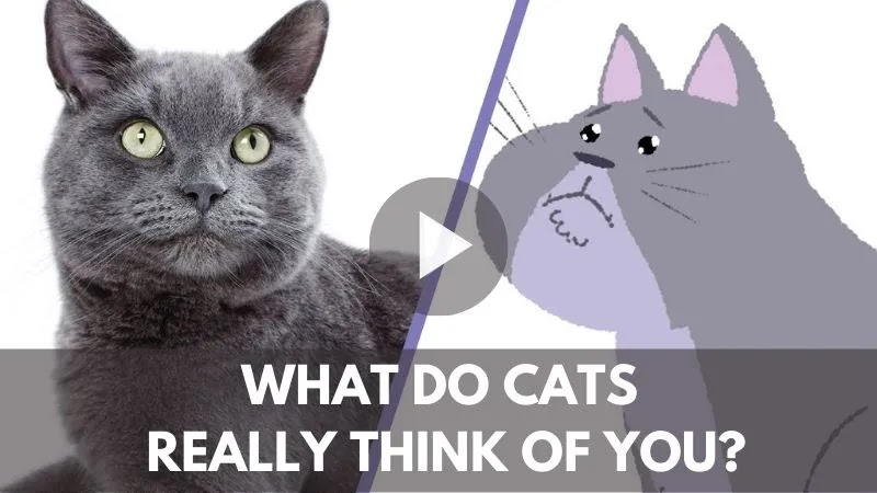 What Do Cats Really Think Of us