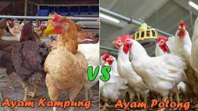 Ayam Broiler Vs Ayam Kampung, Mana Lebih Unggul?