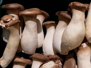 How oyster mushroom stregthens your bones?
