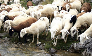 Misotheists and evolutionists say many things that are distinctly untrue in order to protect their narrative. Here are some ways to discern falsehoods and avoid being like sheep in a herd.