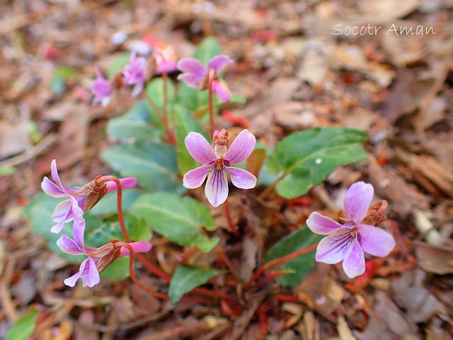 Viola violacea