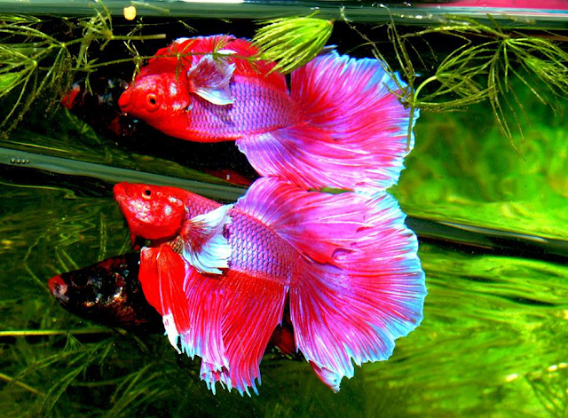 9 Species of freshwater aquarium fish