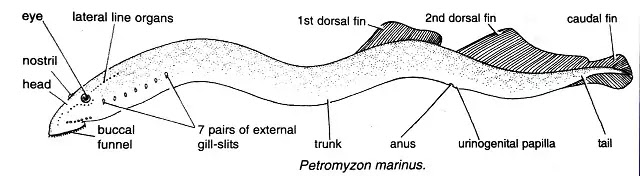 पेट्रोमाइजॉन (Petromyzon) : वर्गीकरण, लक्षण, चित्र का वर्णन|hindi
