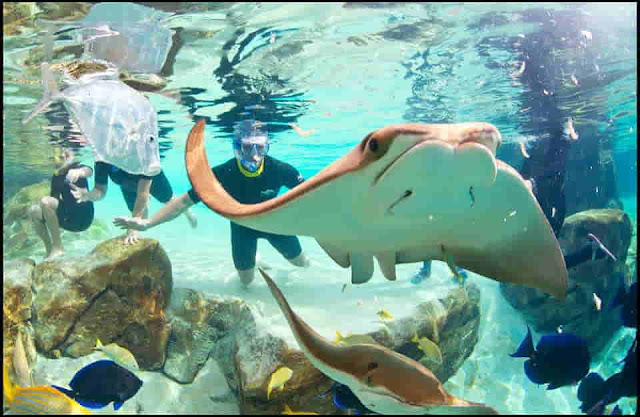 Discovery Cove Orlando