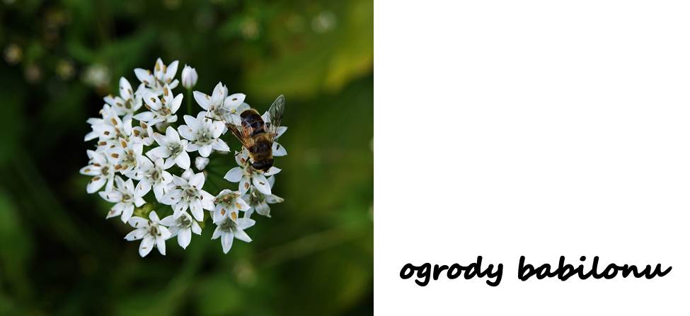 ogrody babilonu