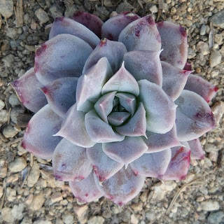 Echeveria halbingeri