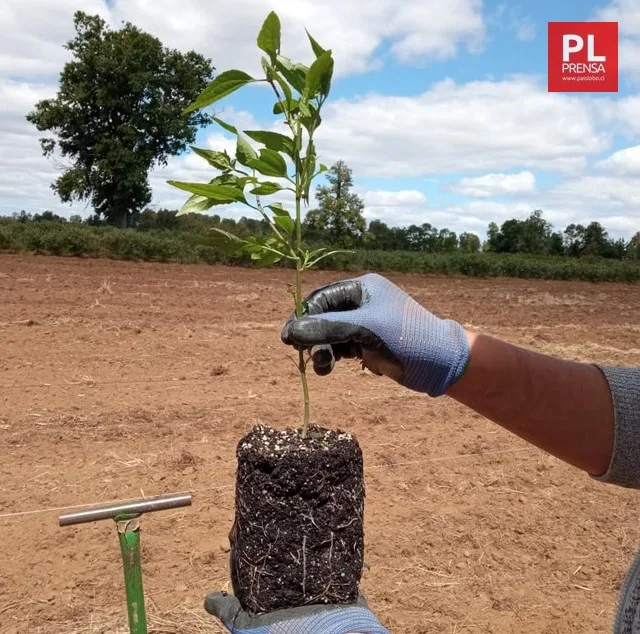 Palo negro