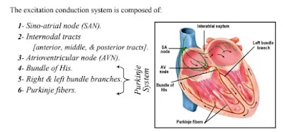 فسيولوجيا القلب والأوعية الدموية pdf
