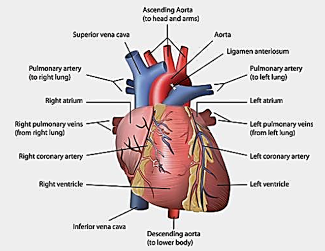 Human Heart structure