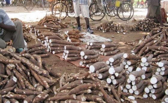 WAKULIMA WILAYANI KIBONDO WALIA NA MAAFISA UGANI