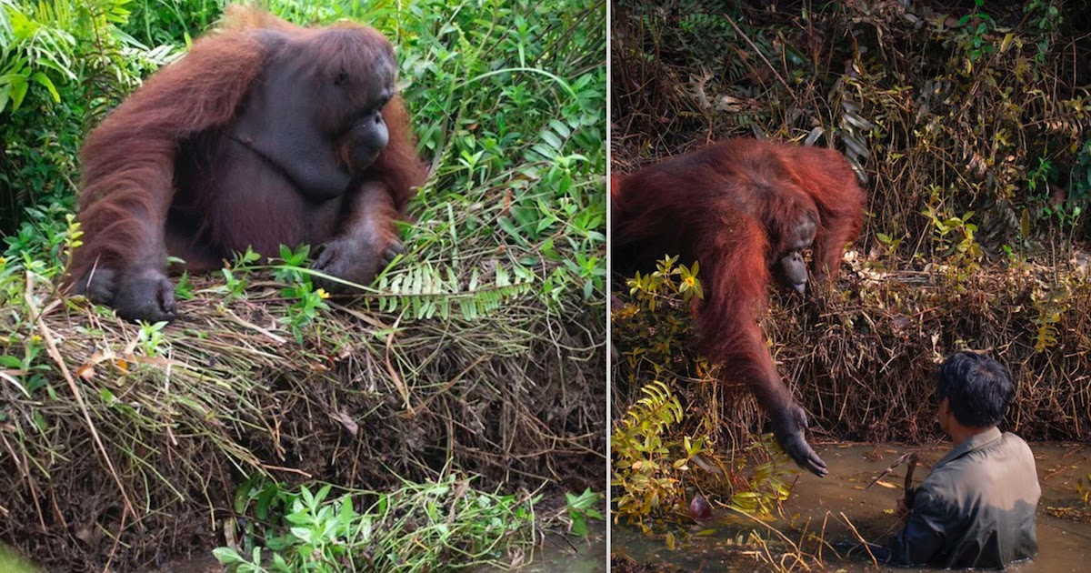 An Orangutan Tries To Rescue A Man Stuck In Mud By Reaching Out A Helping Hand