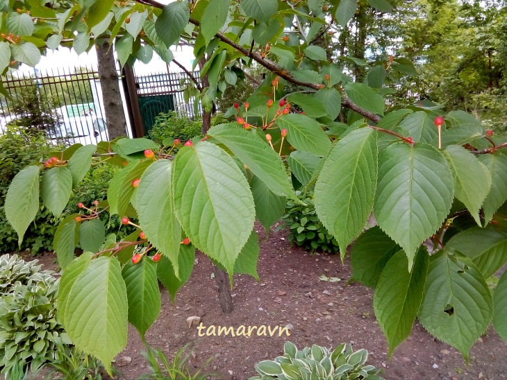 Вишня сахалинская / Вишня Саржента (Cerasus sachalinensis, =Cerasus sargentii)