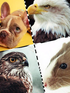 Why Dog hates the Hawk, Eagle and Rat African Folklore Story