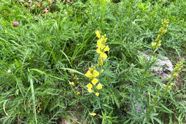 Linaria angustissima (Linaiola italica)