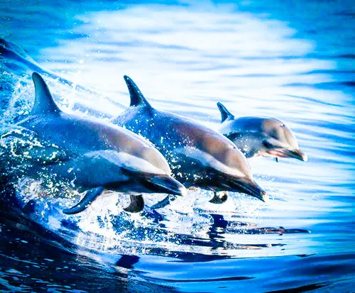 Coco Beach Dolphin