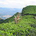 Mari Berwisata Ke Kebun Teh Medini