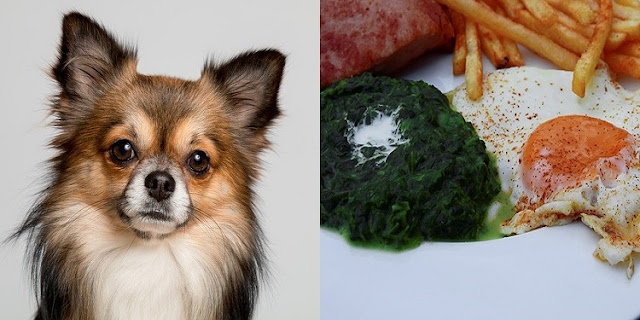 Can Dogs Eat Fried Eggs with Spinach 6