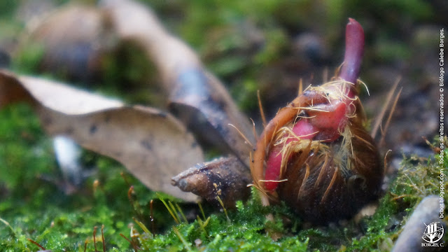 Semente de palmito-jussara (Euterpe edulis) emergindo pós germinação.
