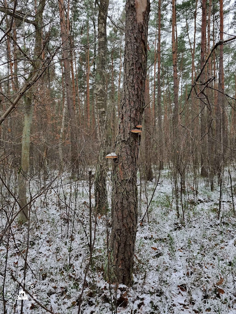 szlaki turystyczne Mazowsza