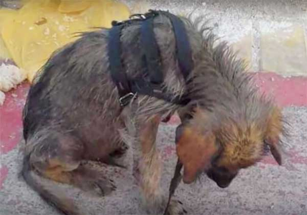 Dirty, hungry dog bows his head in shame when he is told he is worthless and is kicked out.