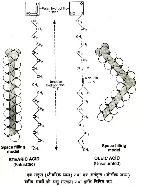 लिपिड (Lipids) क्या है? परिभाषा, रासायनिक संयोजन, वसीय अम्ल|hindi