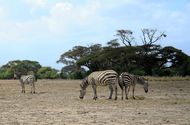 law and order svu zebras