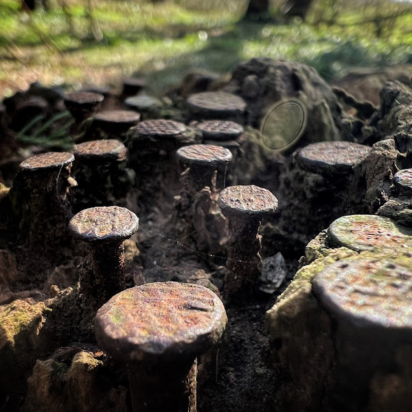 Spijkers in stobbe, Gimbornhof, Zevenaar, februari 2022 - uitsnede