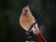 Panasonic Lumix G Vario 100-300mm F4-5.6 II Power OIS: le chasseur d'oiseaux démocratique