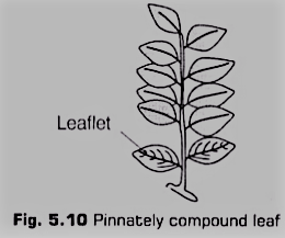 Pinnately Compound Leaves