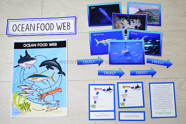 ocean food chain pyramid