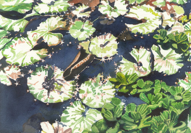 A watercolour of water lilies floating in dark water that glitters under the sun, "Nénuphars," by William Walkington