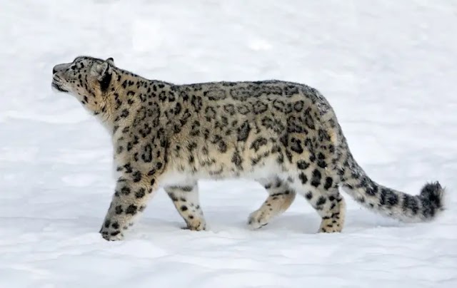 O futuro do magnífico leopardo das neves está ameaçado pelos efeitos das mudanças climáticas