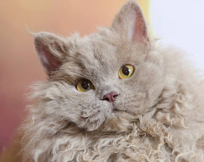 Karakter Ras Kucing Selkirk Rex