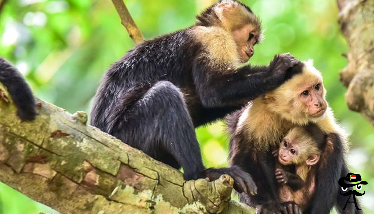 The distinctive sound of a group of monkeys