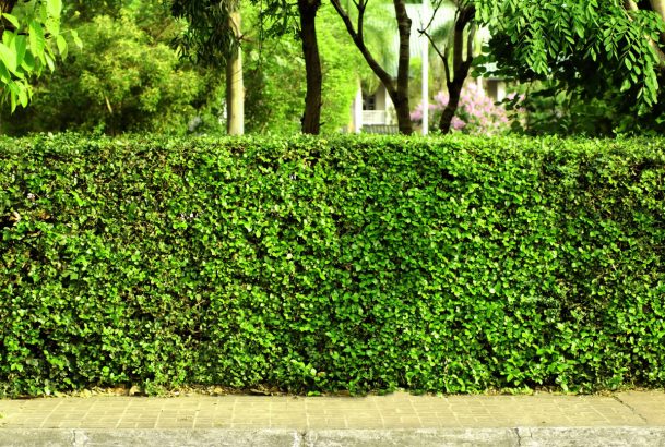 How to rejuvenate a neglected hedge?