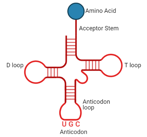 types of RNA and its function