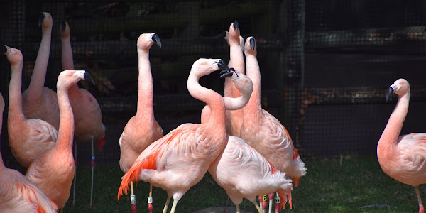 How do birds communicate with each other?