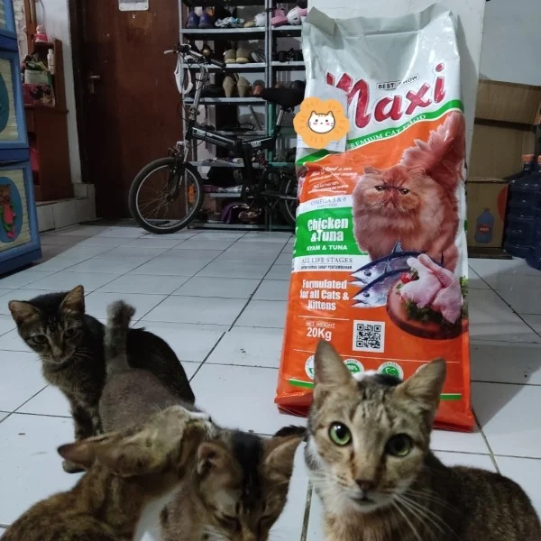 Review Makanan Kucing Maxi Secara Lengkap