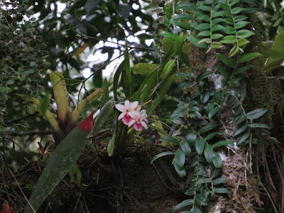 Miltonia regnellii - Regnell's miltonia care