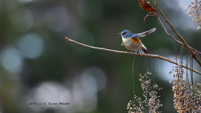 宮城の野鳥