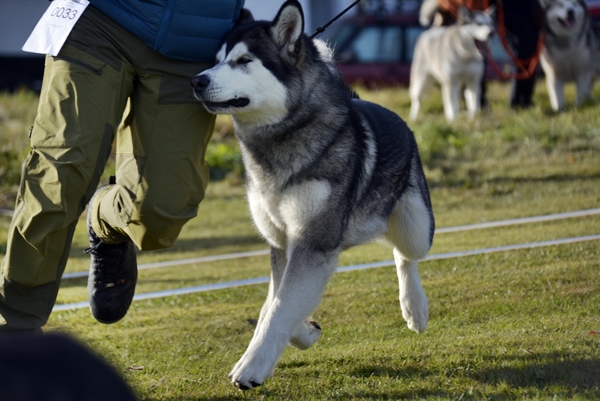 alaska malamute