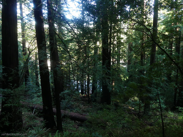 41: trees with a band of blue above and below