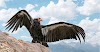 A reintrodução de sucesso do outrora extinto Condor da Califórnia