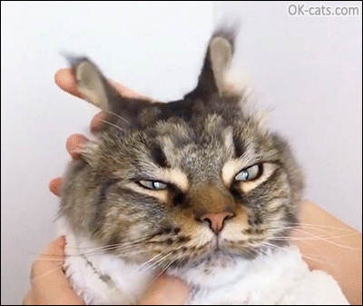 Funny Cat GIF • Cat prank. 'Yves the Cat' has funny bunny ears, he's a very patient cat, is not it? [ok-cats.com]