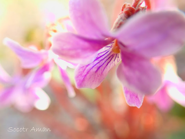 Viola violacea