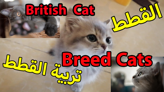 القطط – تربية القطط | How To Breed Cats - British Shorthair Cat - Cute munchkin baby
