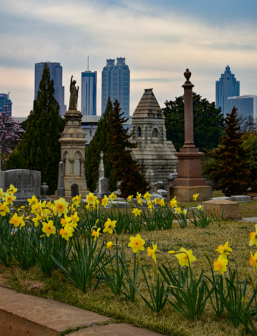 Daffodil Days at Oakland | Photo: Travis Swann Taylor