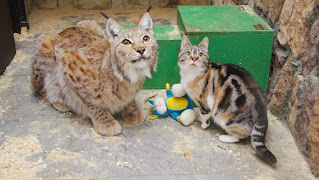 Gata se cuela en un zoológico y se hace amiga de una lince